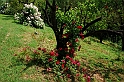Fiori, Piante, natura_30
